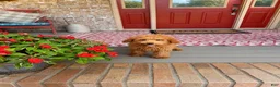 Mixed Breed dogs for sale: Taco - Ad 6