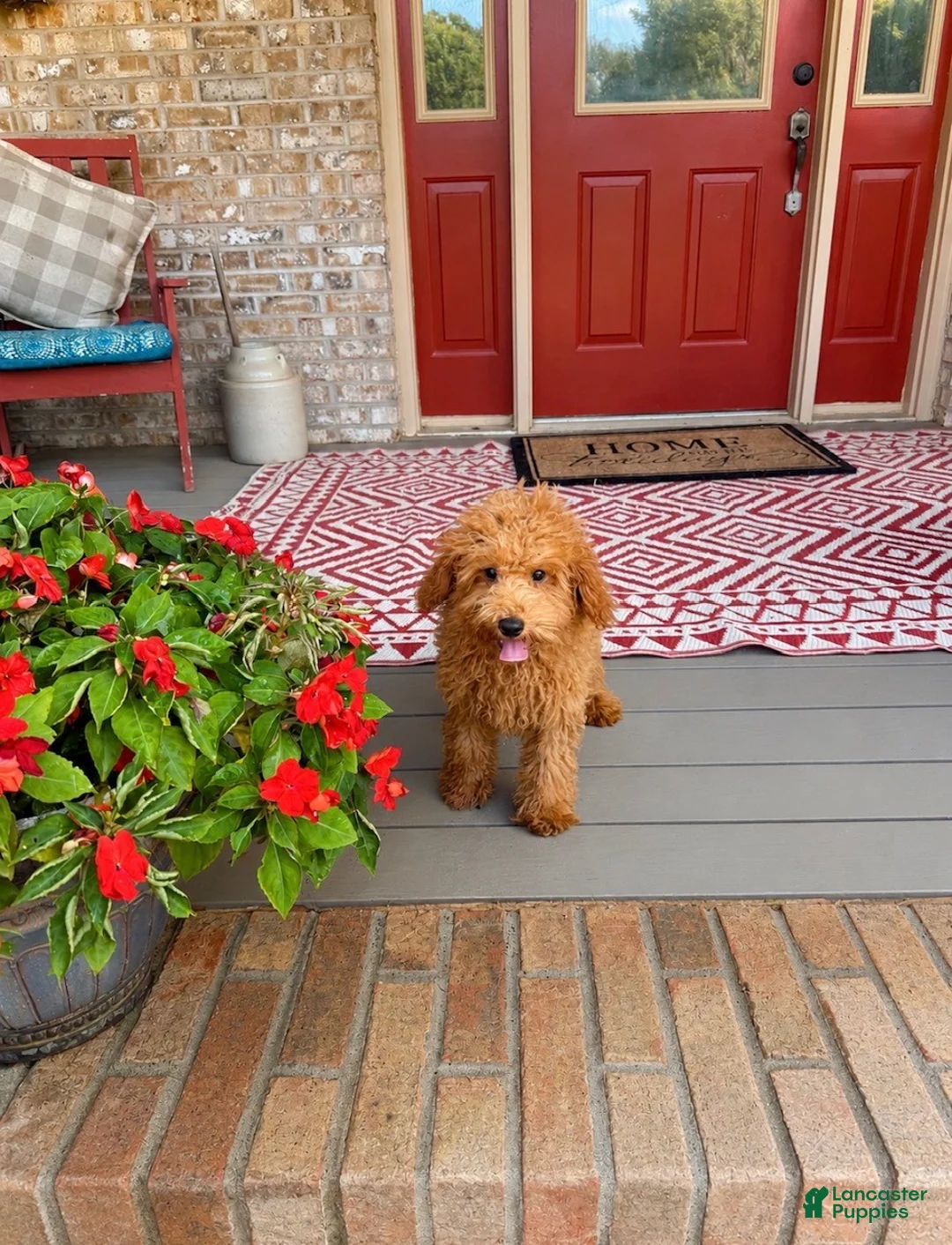 Mixed Breed dogs for sale: Taco - Ad 6