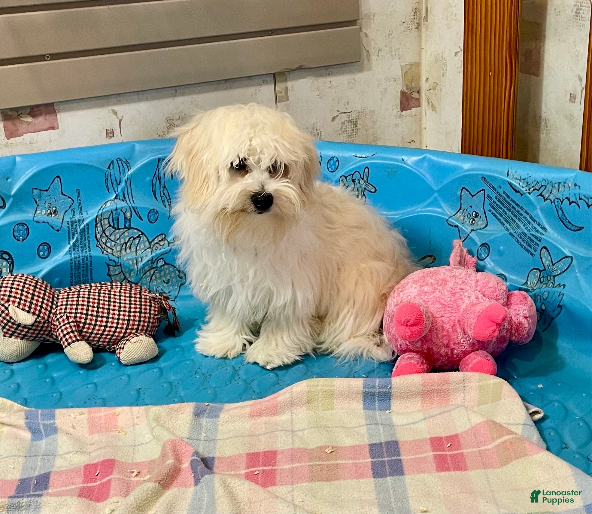 Coton De Tulear dogs Merlin - Ad 1