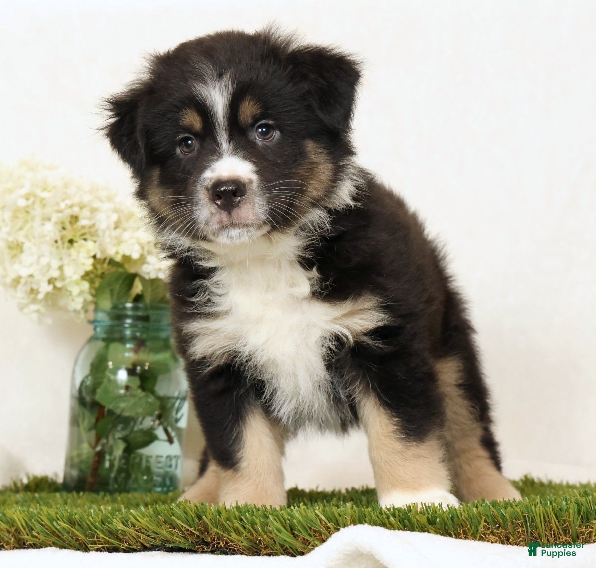Miniature Australian Shepherd dogs Lego - Ad 2