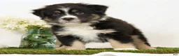 Miniature Australian Shepherd dogs for sale: Lego - Ad 3