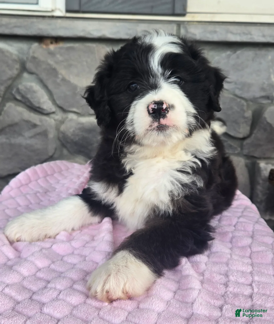 Mini Aussiedoodle dogs for sale: Chloe  - Ad 1