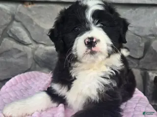 Mini Aussiedoodle dogs for sale: Chloe - Ad 1