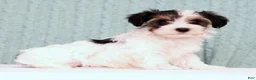 Yorkiepoo dogs for sale: Becca - Ad 4