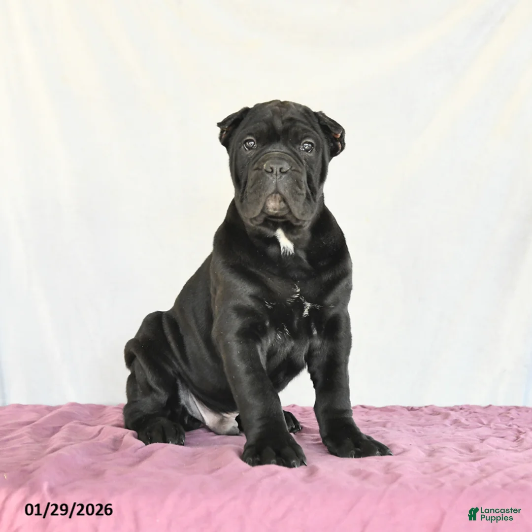 Cane Corso dogs for sale: Miles - Ad 2