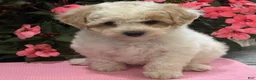 Bichpoo dogs for sale: Kristy - Ad 6
