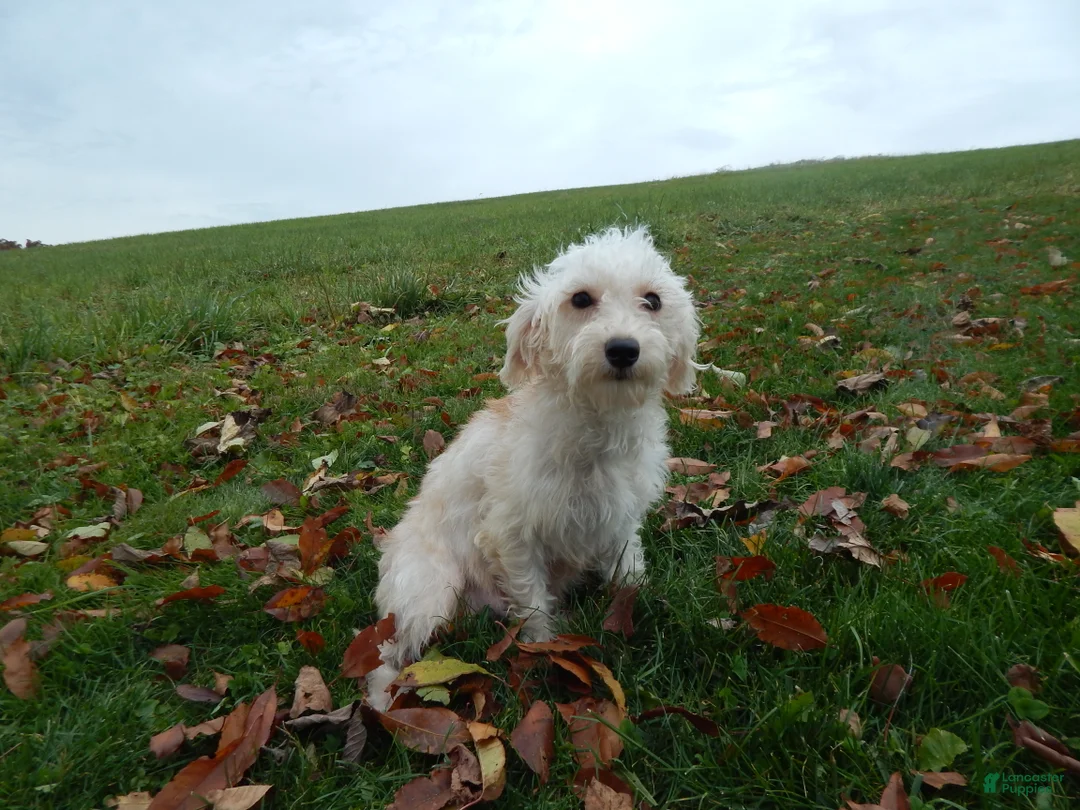 Schnoodle dogs for sale: Ollie - Ad 6