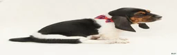 Basset Hound dogs for sale: Angel - Ad 7