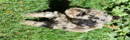 Standard Poodle dogs for sale: Standard Poodle 1 Chocolate Merle - Ad 3