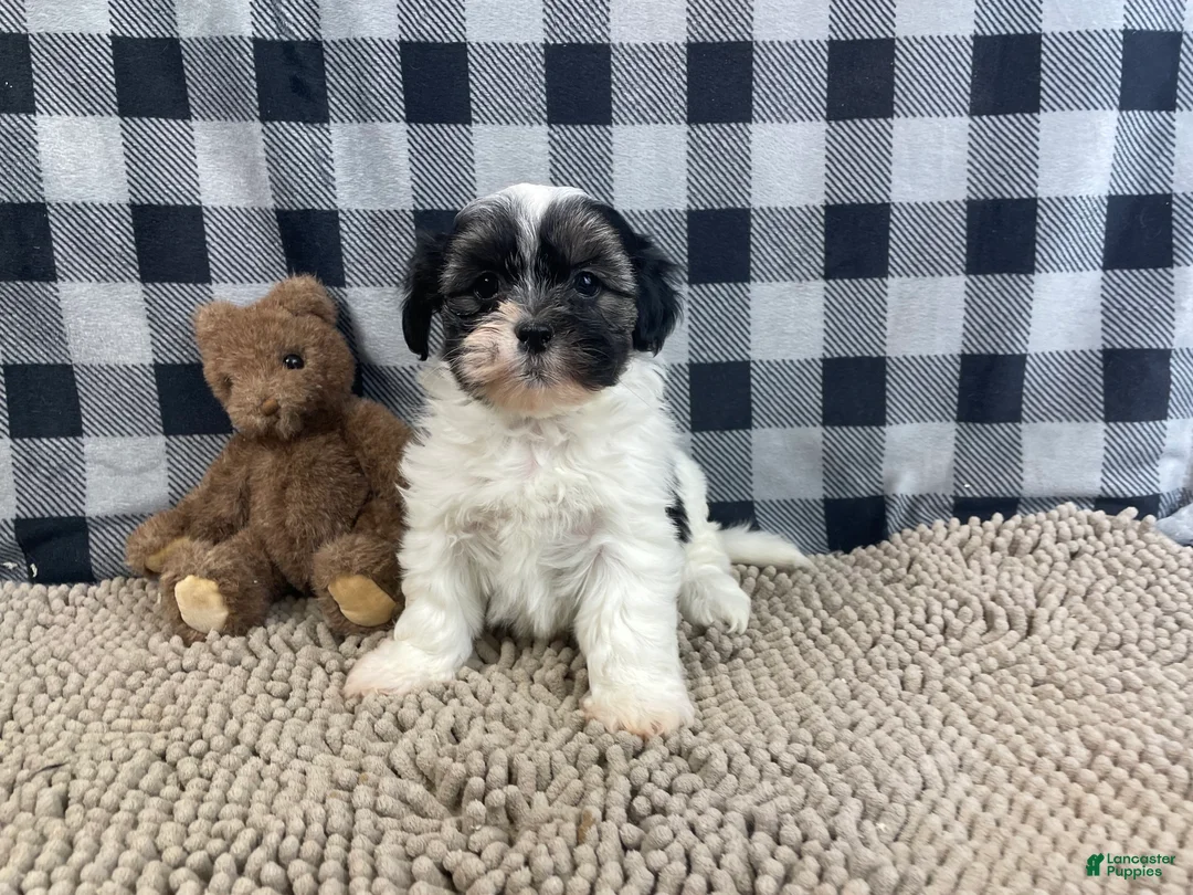 Teddy Bear dogs for sale: Jasmine - Ad 2