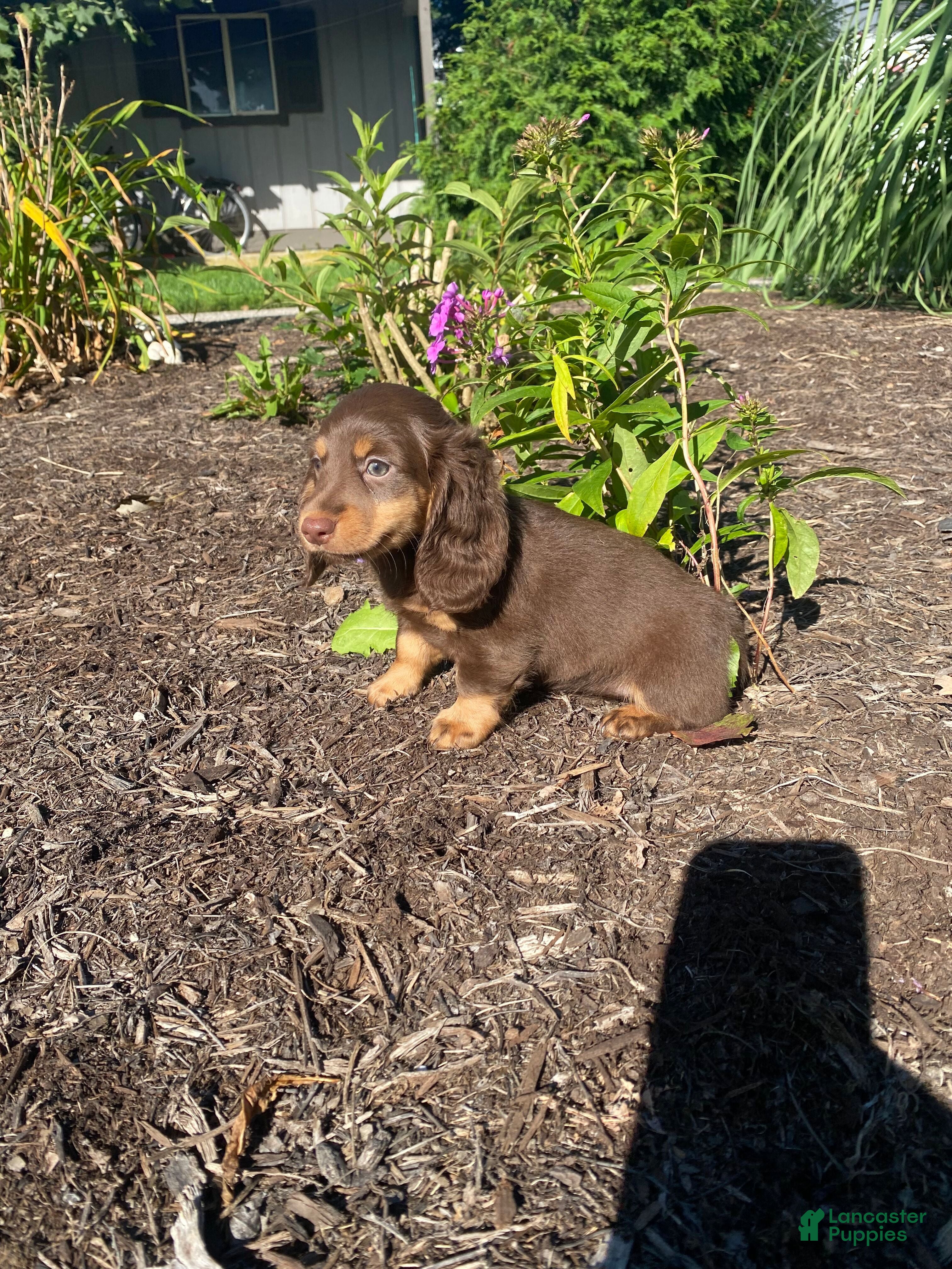 Miniature Dachshund dogs Skye - Ad 2