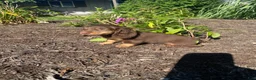 Miniature Dachshund dogs for sale: Skye - Ad 2