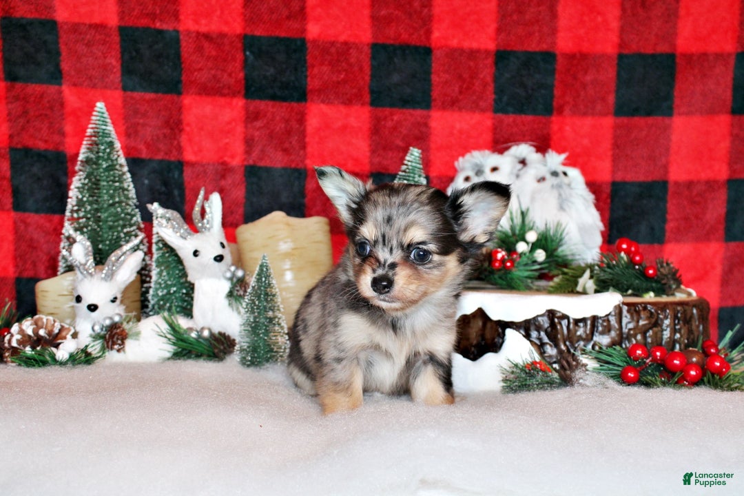 Chihuahua dogs for sale: Umi - Ad 1