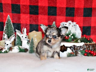 Chihuahua dogs Umi - Ad 40