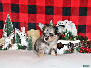 Chihuahua dogs Umi - Ad 35