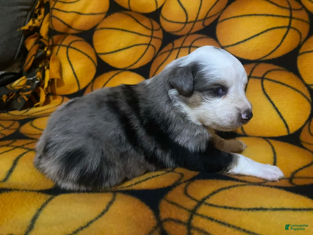 Australian Shepherd dogs for sale: Australian Shepherd Puppy 1 - Ad 2