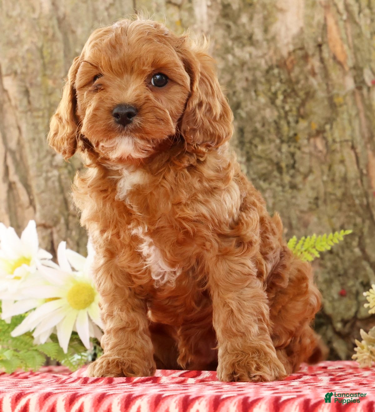 Cavapoo dogs for sale: Jack - Ad 2