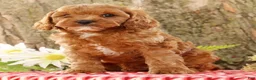 Cavapoo dogs for sale: Jack - Ad 2