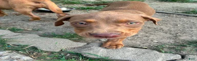 Pit Bull Terrier Female 2