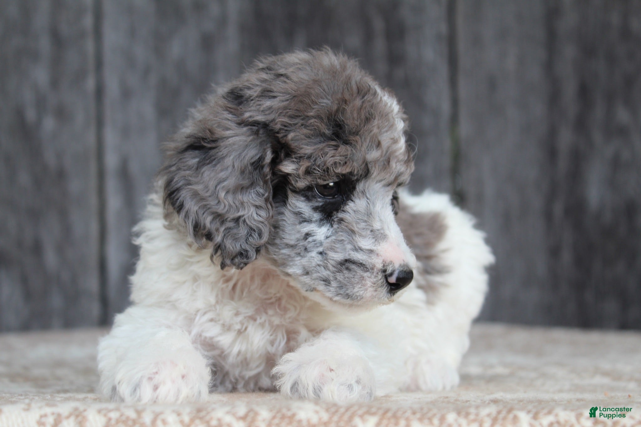 Standard Poodle dogs Fern AKC Standard Poodle - Ad 2