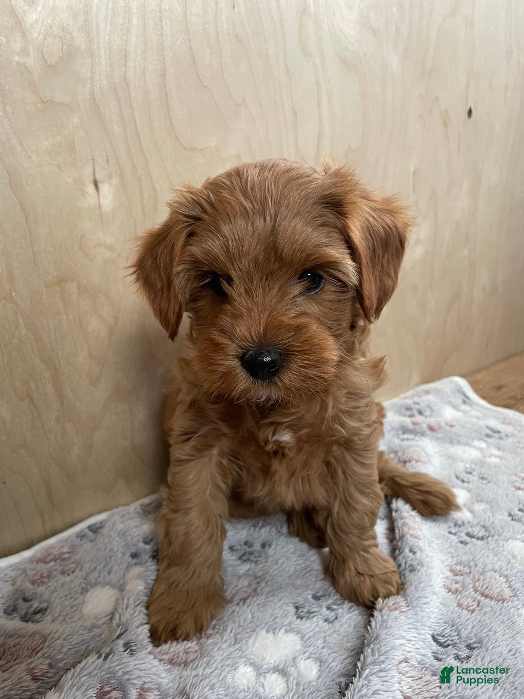 Cavapoo dogs for sale: Sparkle - Ad 1