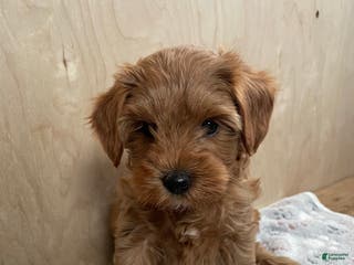 Cavapoo dogs Sparkle - Ad 32