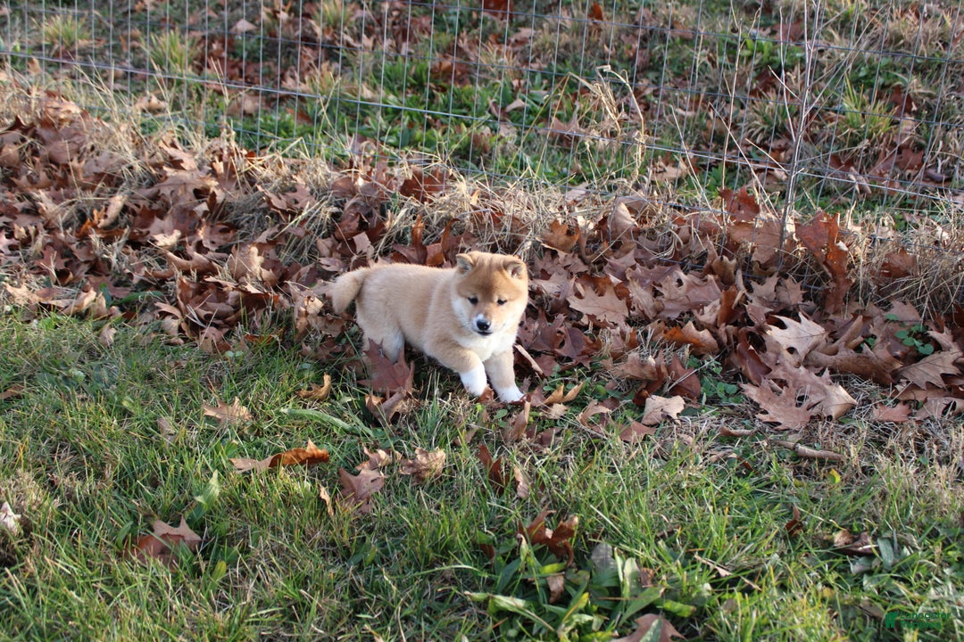 Shiba Inu dogs for sale: Light - Ad 11