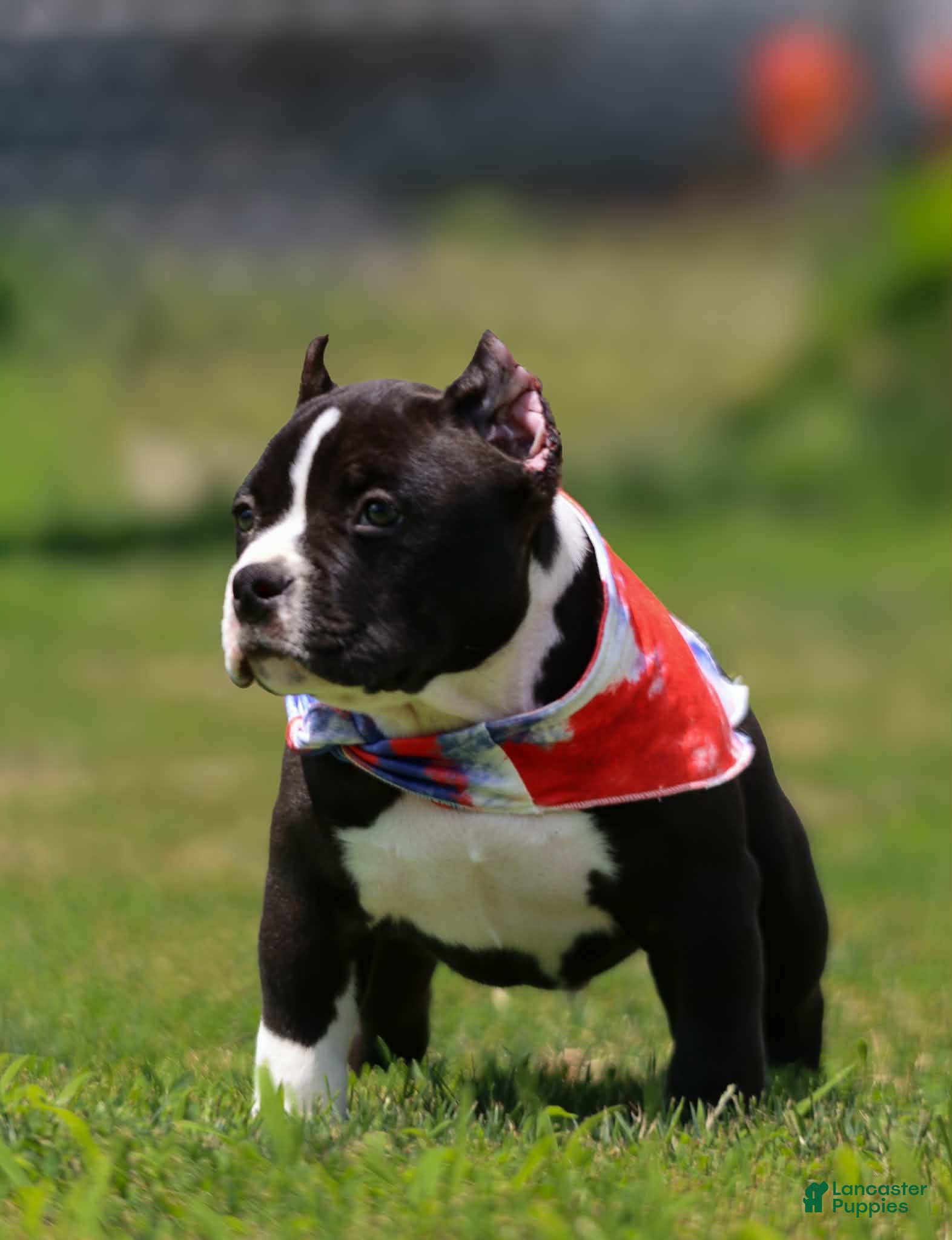 American Bully dogs for sale: American Bully 3 - Ad 2