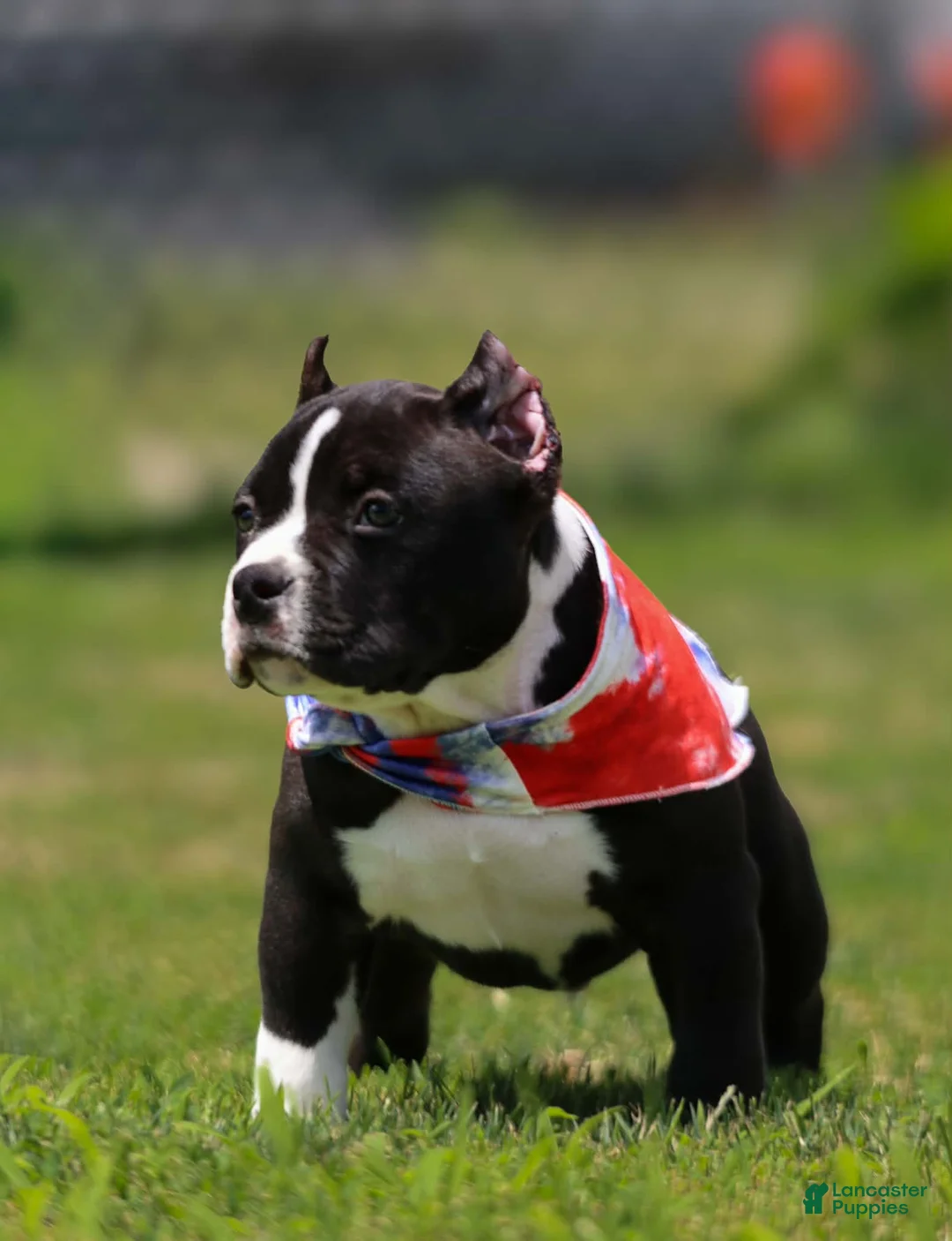 American Bully dogs for sale: American Bully 3 - Ad 1