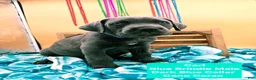 Cane Corso dogs for sale: Carl - Ad 3