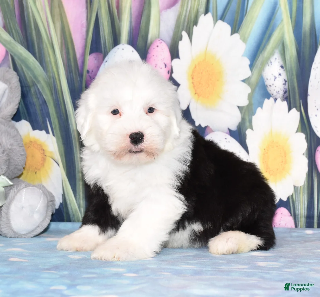 Old English Sheepdog dogs for sale: Toffee - Ad 1