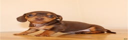 Miniature Dachshund dogs for sale: Bunny - Ad 1
