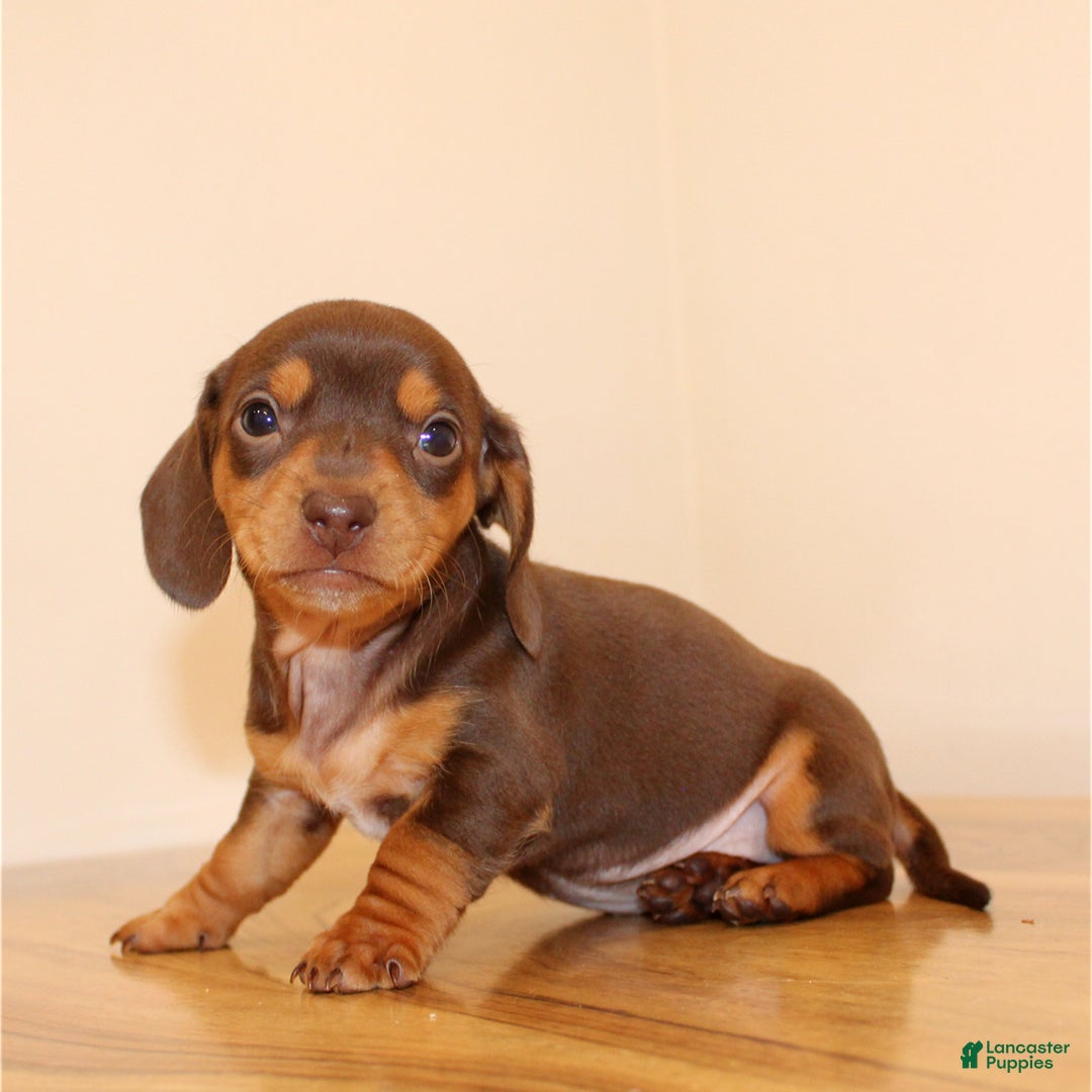 Miniature Dachshund dogs for sale: Bunny - Ad 1