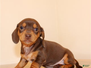 Miniature Dachshund dogs Bunny - Ad 25