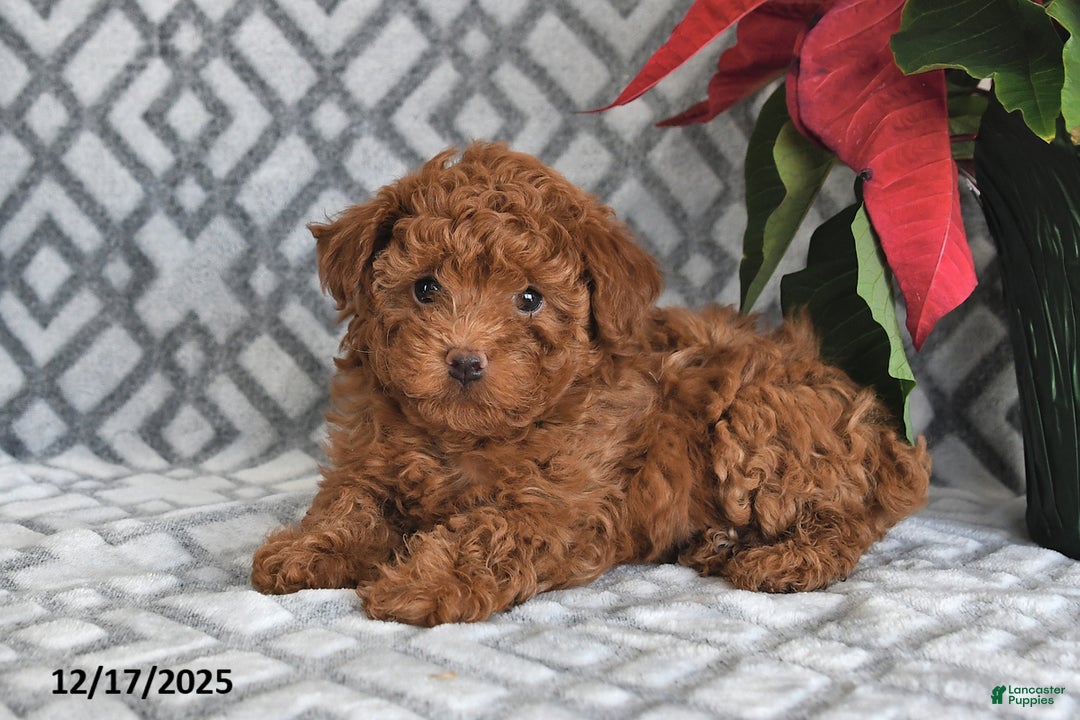Bichpoo dogs for sale: Ember - Ad 4