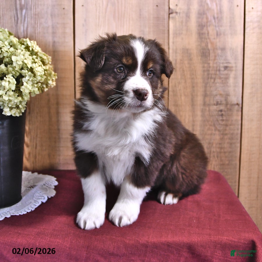 Australian Shepherd dogs Cash - Ad 1