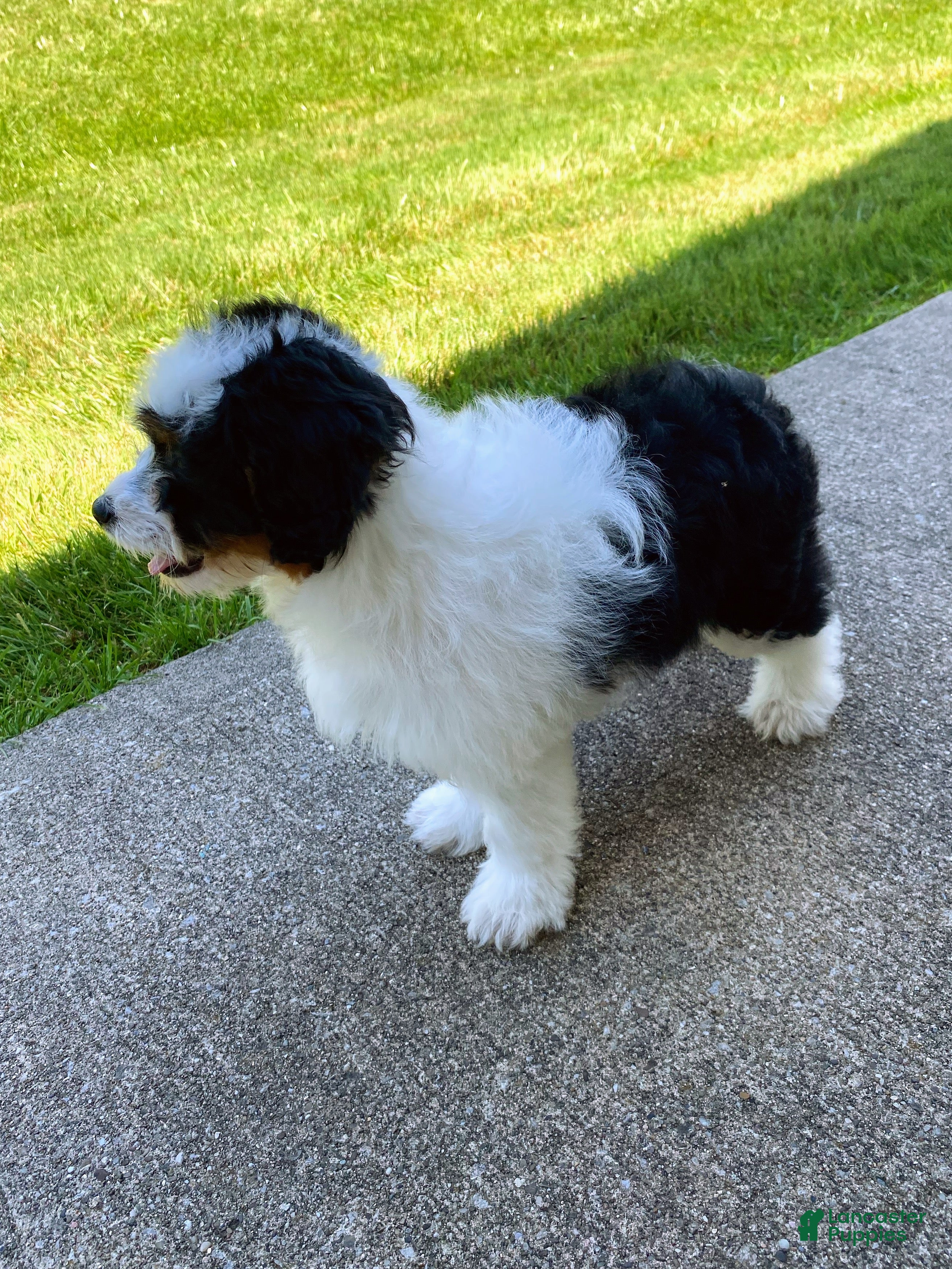 Mini Aussiedoodle dogs Bella - Ad 2