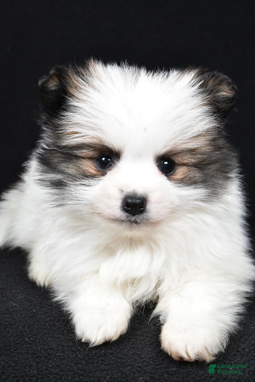 Pomeranian dogs for sale: Tango - Ad 4