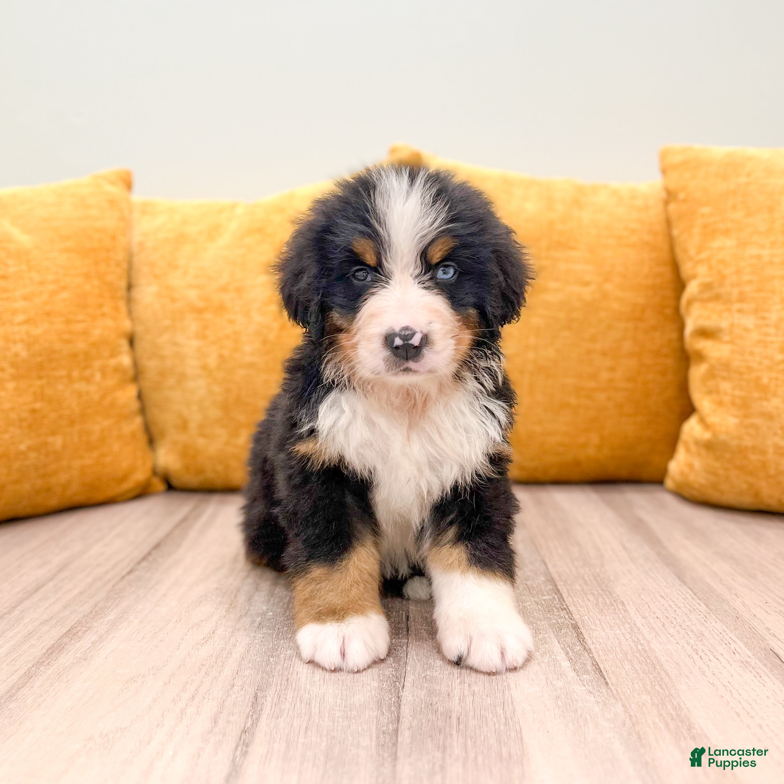 Bernese Mountain Dog dogs Alex - Ad 1