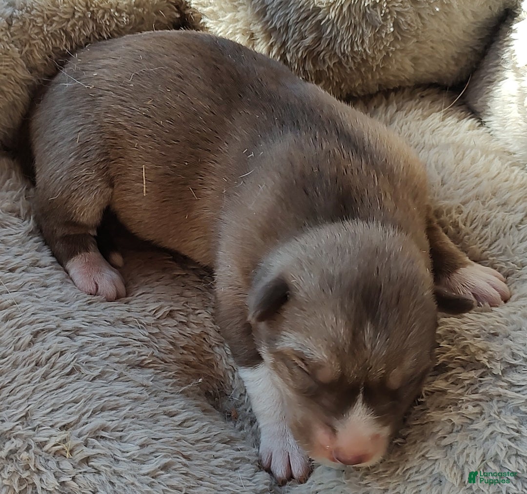 Siberian Husky dogs for sale: Siberian Husky Puppy 3 - Ad 3