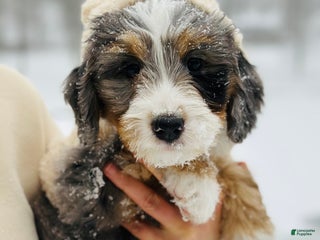 Bernedoodle dogs Cotton - Ad 32