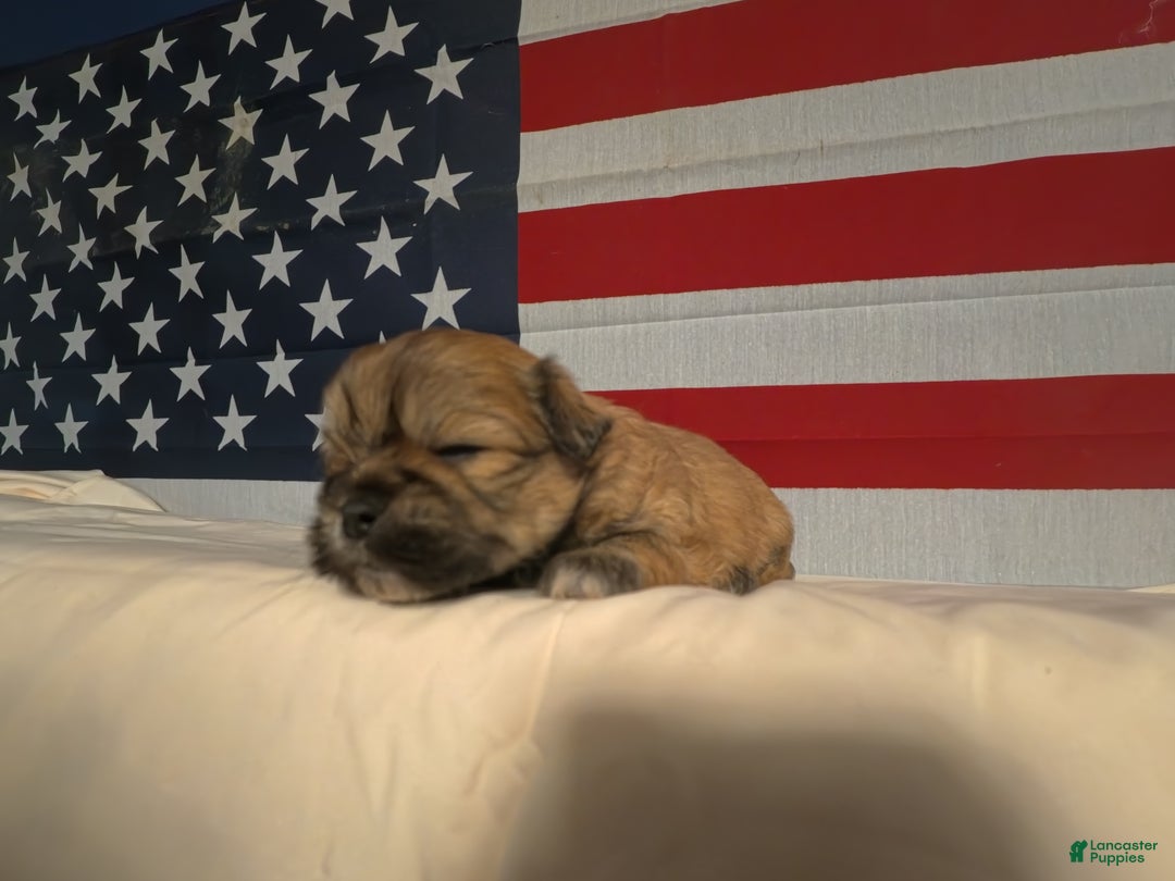 Shih Tzu dogs for sale: Joey - Ad 4