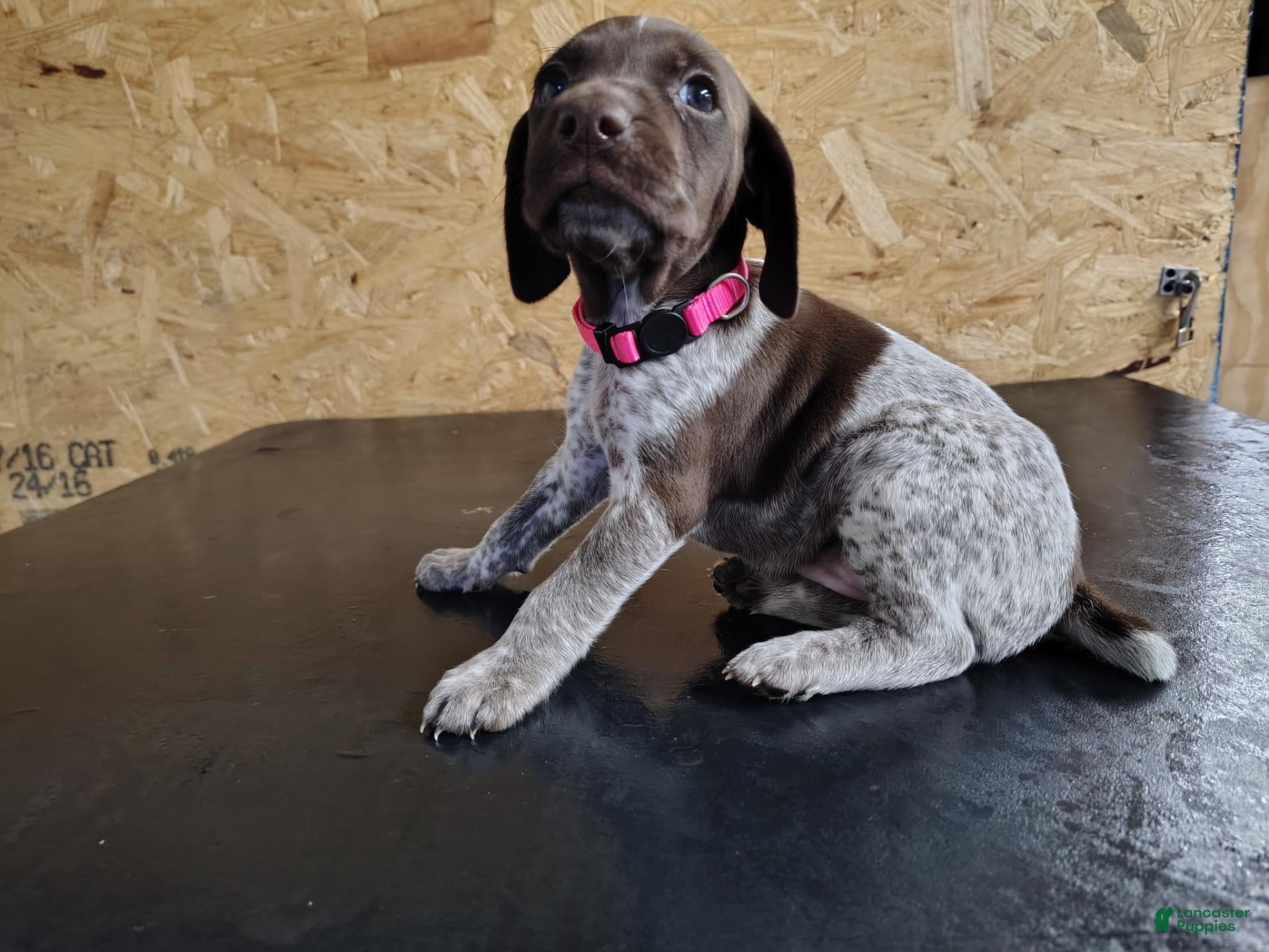 German Shorthaired Pointer dogs German Shorthaired Pointer 2 - Ad 1