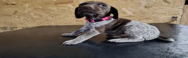German Shorthaired Pointer 2