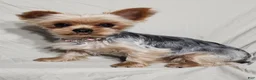 Yorkshire Terrier dogs for sale: Carlton - Ad 2
