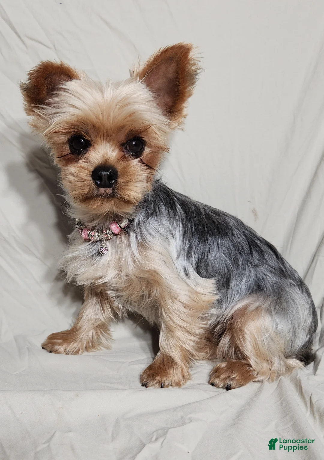Yorkshire Terrier dogs for sale: Carlton - Ad 2