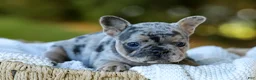 French Bulldog dogs for sale: Darla - Blue Merle - Ad 5
