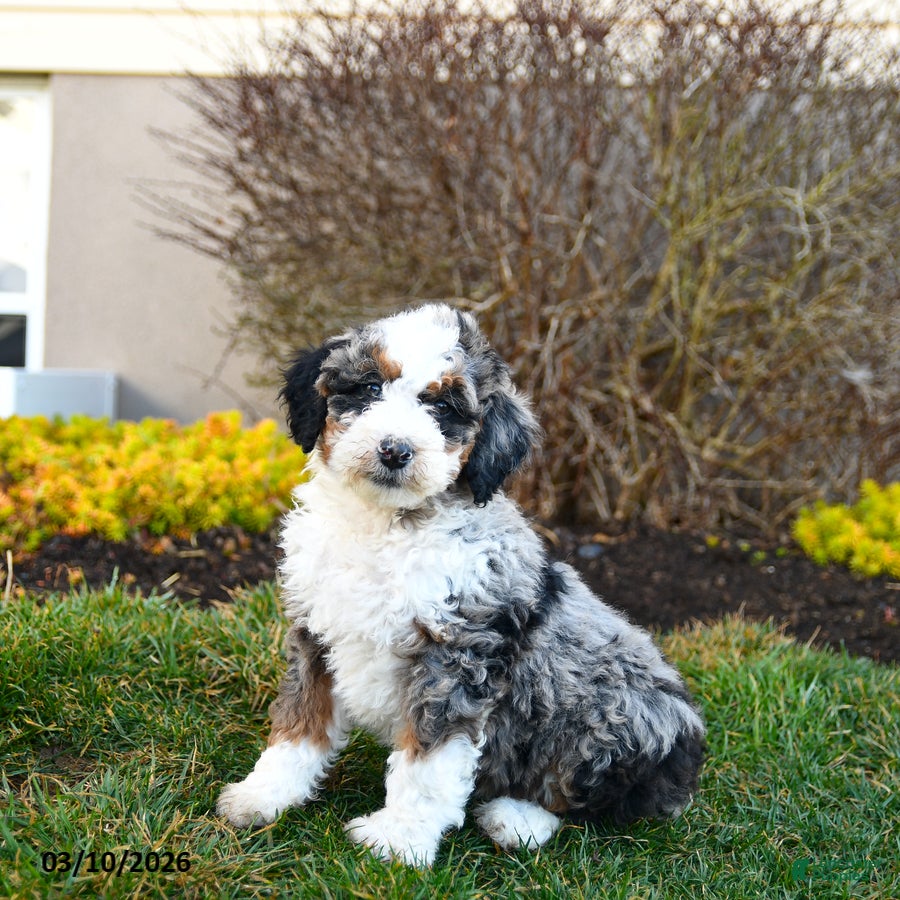 Mini Bernedoodle dogs for sale: Dakota - Ad 3
