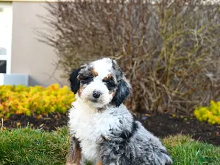 Mini Bernedoodle dogs for sale: Dakota - Ad 3