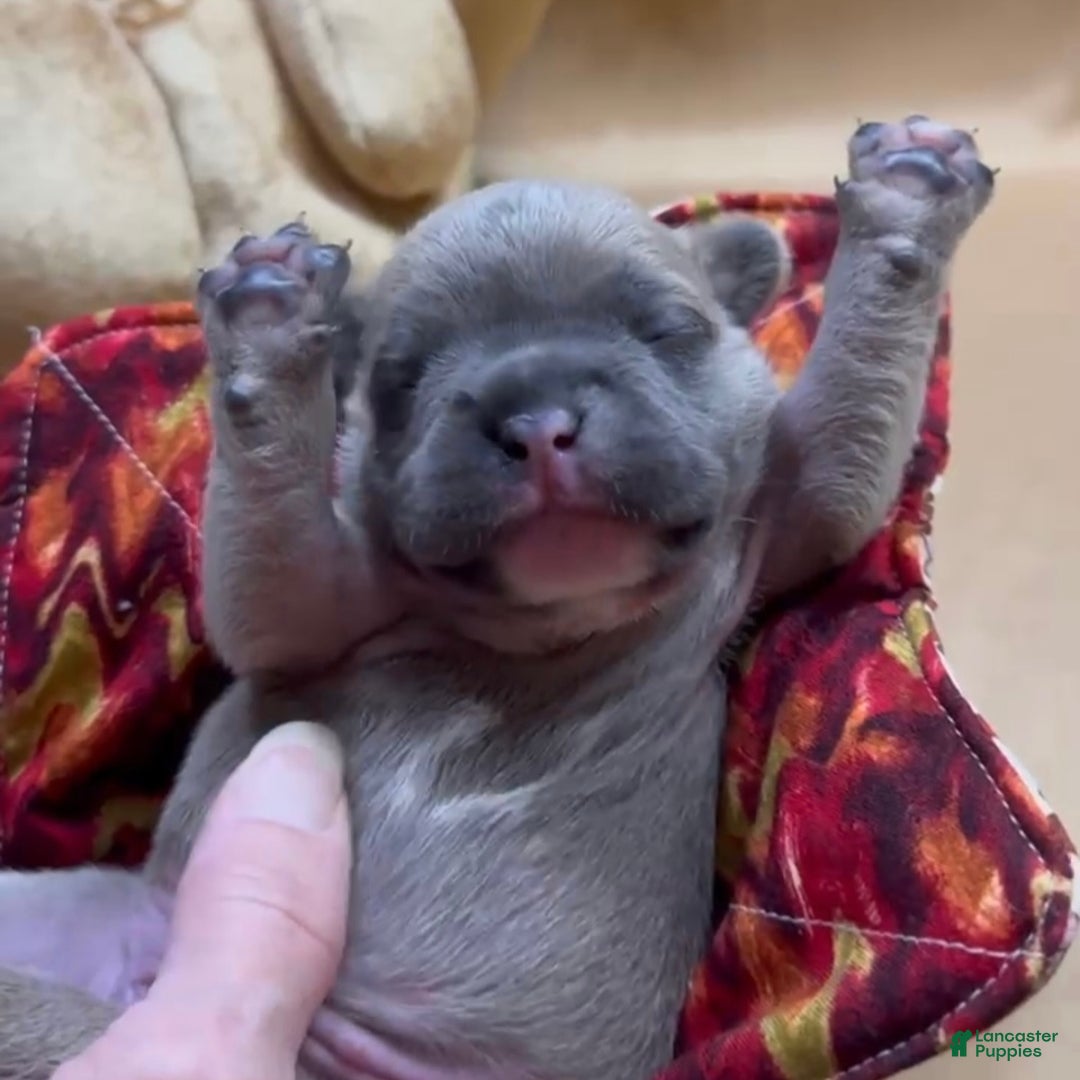 French Bulldog dogs for sale: Sabrina - Ad 10